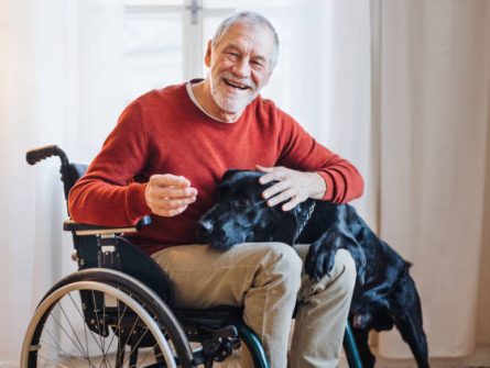 handi2 A disabled senior man in wheelchair indoors playing with a pet dog at home. Copy space.
